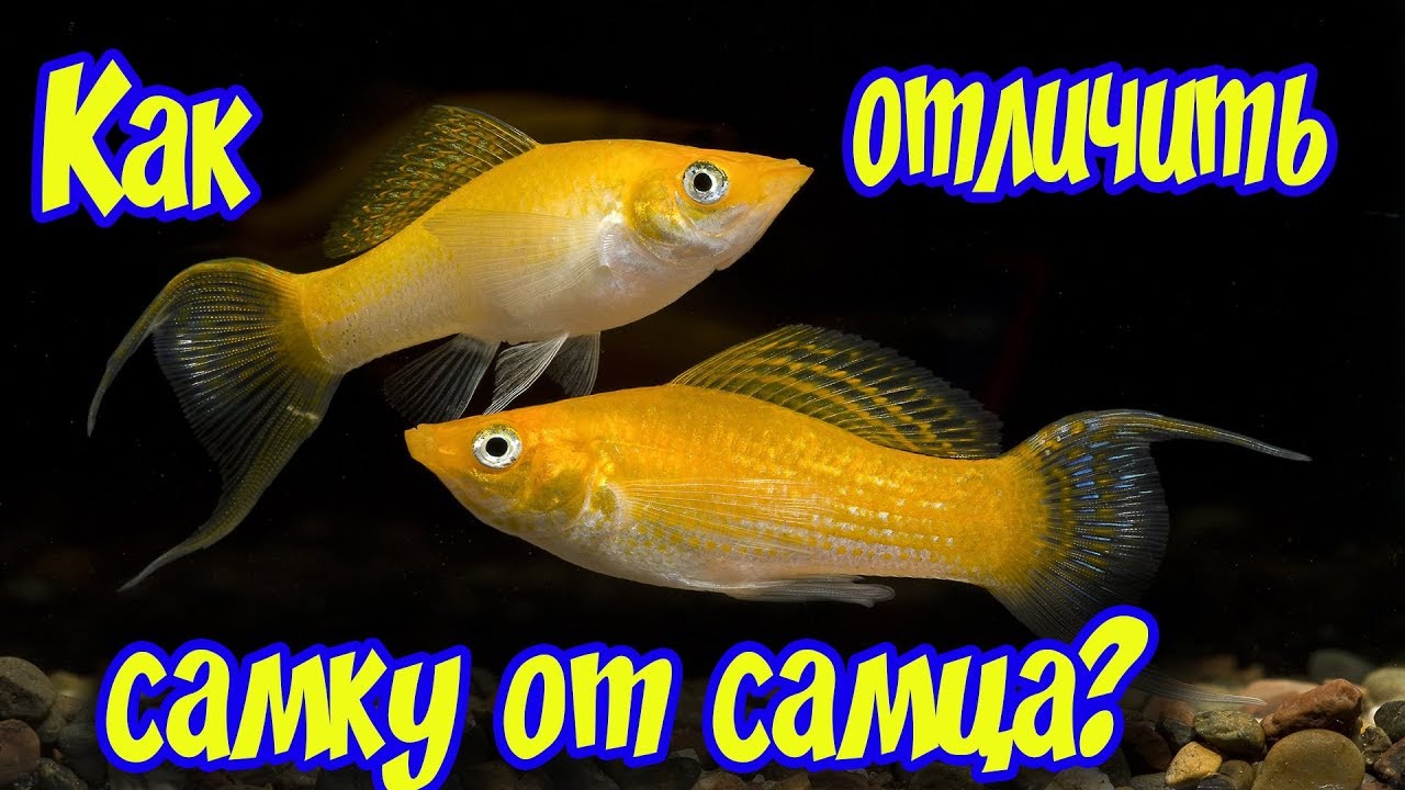 КАК ОПРЕДЕЛИТЬ ПОЛ У ЖИВОРОДЯЩИХ РЫБОК! Как отличить самца от самки живородящих рыбок!