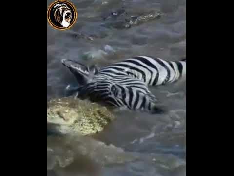 crocodile eats zebra #Shorts - YouTube