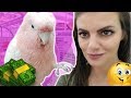 COME PARROT FOOD, TOY & STAND SHOPPING WITH ME ...AND CAROLIN...UH OH!