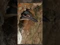 Kingfisher chick makes 1st flight after dad gives demo #kingfisher #robertefuller #discoverwildlife