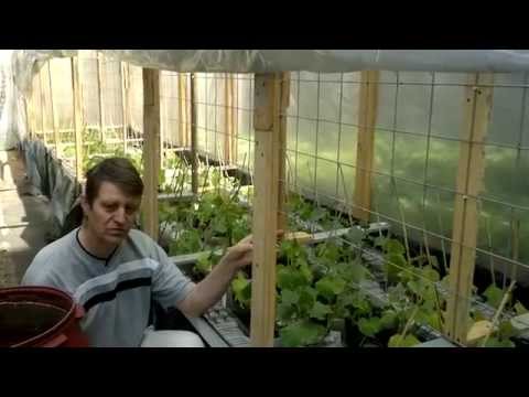 Лучшие варианты конструкций теплиц для выращивания огурцов