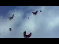 николаевские голуби 2020