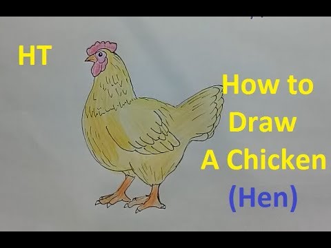 How draw a Hen Step by Step || Chicken Drawing Easy for Beginners - YouTube