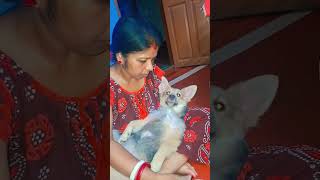 মাকে বুকে দিতে বলছে #doggys #doggielife #dog #doggie #superdog #doggiecorgi 🌹🙏 #gooddog #dogsworld