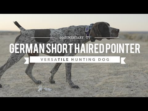 Video: Shorthaired Pointer: Description Of The Breed From Germany