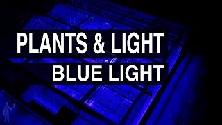 Blue Light : Plants & Light #104