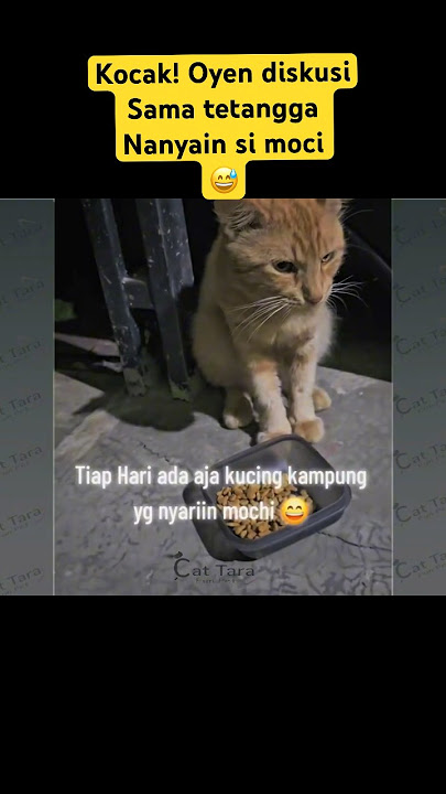 The clever cat complains! Chatting with the neighbors🙀 #cat #cutecat #funny