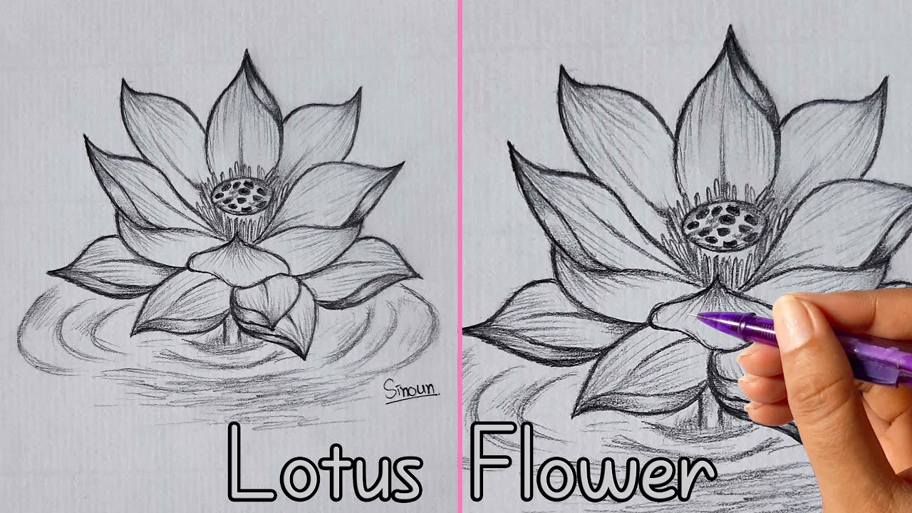 How to Draw Lotus Flower / Pencil Sketch - YouTube