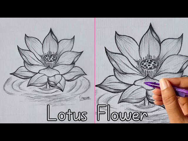 Vector lotus flower drawing of one continuous line. Color illustration of  lotus in the style of one line art 24310071 Vector Art at Vecteezy