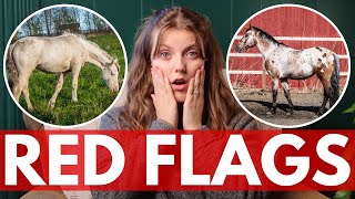 HORSE SHOPPING RED FLAGS  (watch before buying)