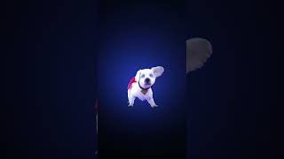 It’s a bird, it’s a plane, it’s a… KRYPTO⁉️ It’s a bird, it’s a plane, it’s a… KRYPTO⁉️