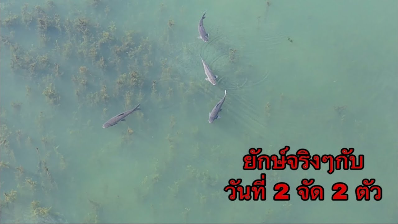 หมานอยู่ จัด 2 ตัว