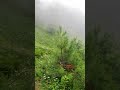 Mushkpure Nature Beauty ماشاءاللہ