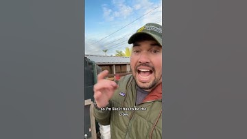 I became best friends with a crow