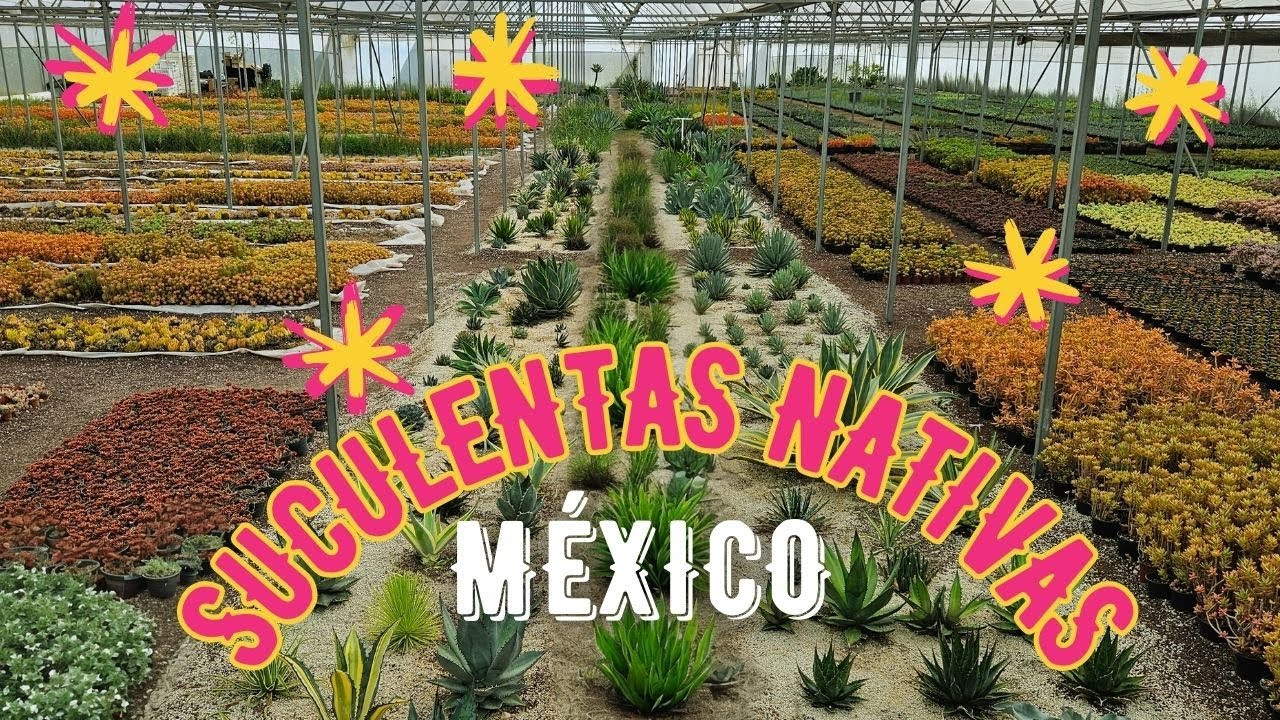 SUCULENTAS NATIVAS DE MÉXICO | Vivero Acolman Estado de México