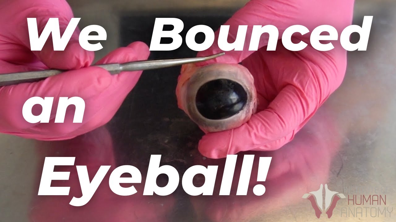 Watch Scientists Drop an Eyeball From a Five-Story Height