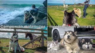 Malamutes meet farmyard animals  Reaction video