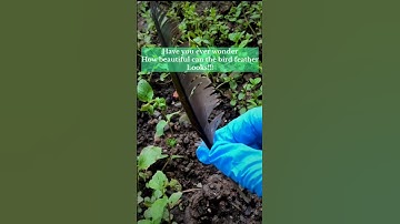 Bird feather under the microscope