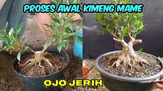 How to make a Kimeng Mame bonsai, the max// basic movement concept.@gonesbonsai57