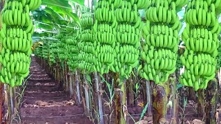 Banana Farming In India | Advance Agriculture PART-2