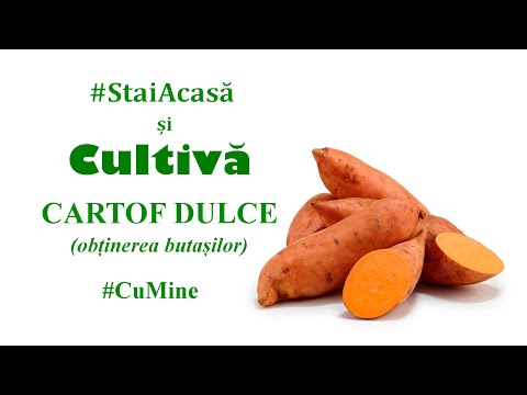 #StaiAcasă și cultivă cartof dulce #CuMine - Obținerea butașilor