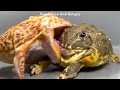 Pacman frog eats african bullfrog  frog and toad money collect challenge
