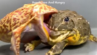 Pacman Frog Eats African Bullfrog? 🐸 Frog And Toad Money Collect Challenge