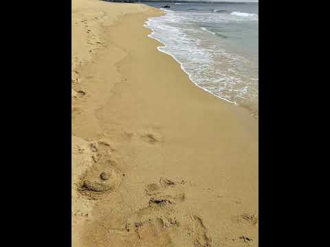 The Caribbean Sand Duck