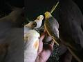 Adorable cockatiel singing 🐦😍 #shorts #cockatiel #yellowcockatiel48