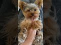 So Sweet Mini Yorkie 