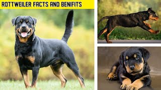 Rottweiler Dogs Breed #facts  & Benefits You Should Know @Manimalian