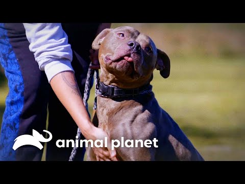 A Sweet Florida Couple Falls In Love With Nikita The Pitbull | Pitbulls and Parolees | Animal Planet