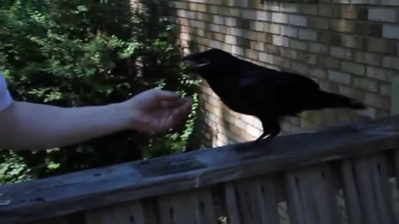 Feeding Our Friend the Raven YouTube