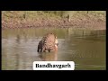 Tiger Mating In Water In Bandhavgarh National Park Ll Bandhavgarh Viral Tiger 