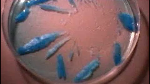 Growing Copper Sulphate crystals