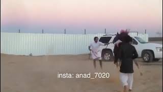 حصان عنيد طاح بيد خيال