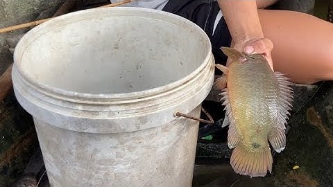 Câu cá rô đồng, dính thế này sao mà đỡ được | Miền quê Tiền Giang