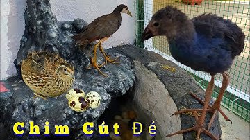 Mua Lại Con Chim Quốc Sắp Bị Thịt Về Nuôi Thử - Và Chim Cút Cũng Đã Đẻ / Quế Nghịch