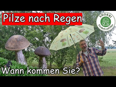 Video: Wie lange wächst ein Pilz nach Regen?
