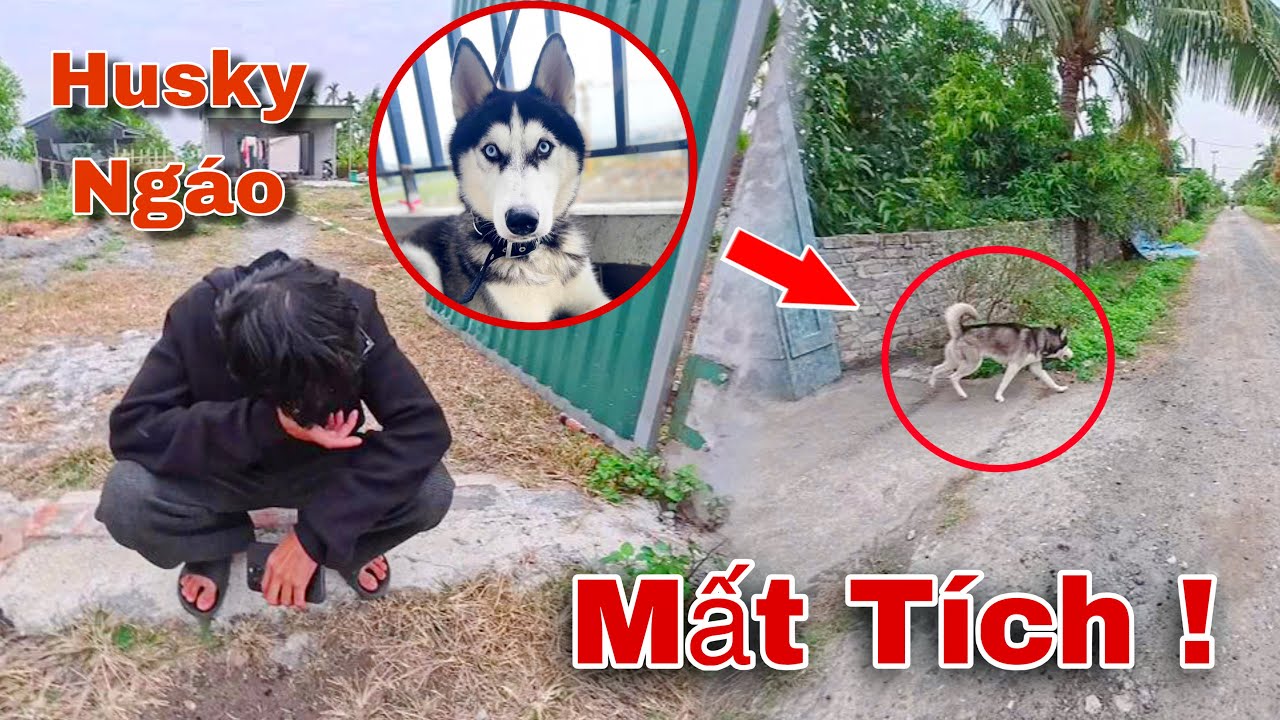 Chó Sói Husky Ngáo Bất Ngờ Mất Tích Khiến Cả Nhà Lo Lắng Đi Tìm Và Cái Kết | Dương KC