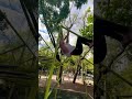 Pole clima al límite con Lily Carb 💪🏻 #fy #fypシ #shorts #shortvideo #parkour #parkourpro