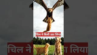 😱. कुत्ते ने बचाई बिल्ली की जान 😲Dog Saves Cat from Eagle #moralstory #dog #cat #paltujanwar #shorts