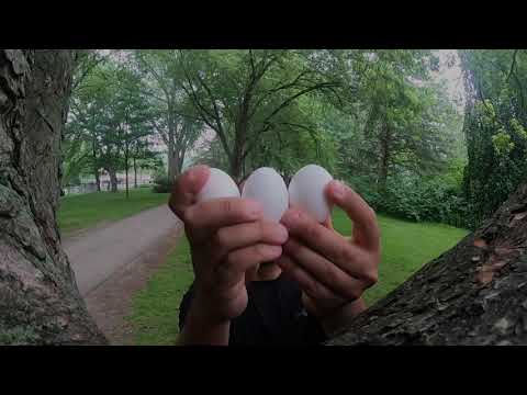 Bobo the Juggler of Victoria Park