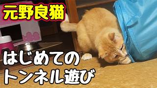 無我夢中で遊んでました【元野良猫】 【野良猫】