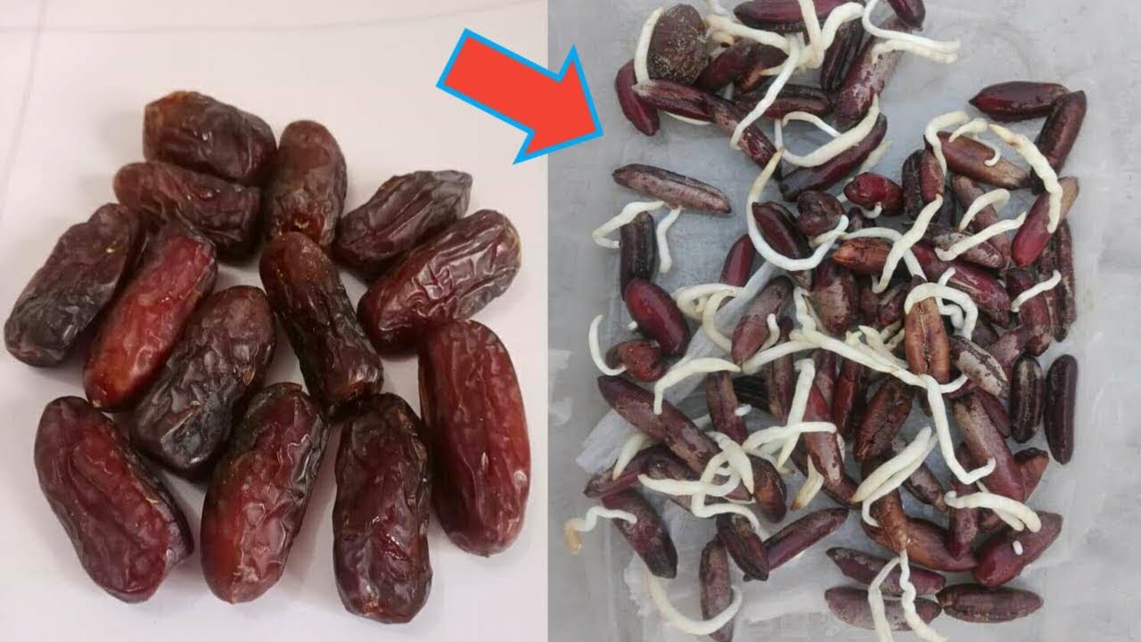 DATE SEED GERMINATION How To Grow Date Palm Tree From Seed Date Palm date-seed-germination-how-to-grow-date-palm-tree-from-seed-date-palm
