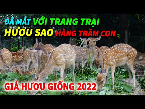 Video: Làm thế nào để đi săn hươu (có hình ảnh)