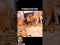 power of lion 🦁 #lion #tiger #lionking #motivation  #wildlife #nature #greenscreen #youtubeshorts