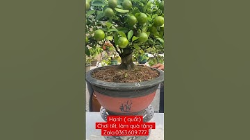 Zalo:0363.609.777.Nhà vườn Bonsai Ben Tre giao lưu tác phẩm hạnh ( quất) bonsai chơi tết