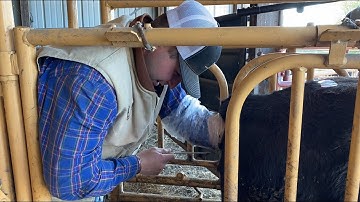 Breeding Heifers Using Synchronization and AI (Artificial Insemination) | Livin