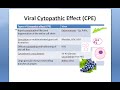 Microbiology 446 c Virus Cytopathic Effects Viral Interference Detection of Growth Cyto Pathic CPE